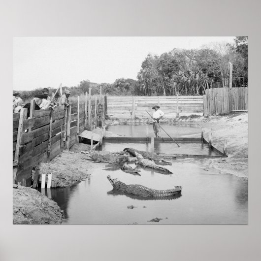 Florida Alligator Show, 1904. Oude foto Poster (Voorkant)