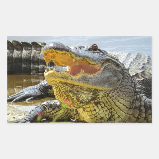 Florida Alligators face to face Rechthoekige Sticker (Voorkant)