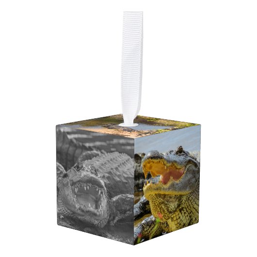 Florida Alligators sluiten foto's af Decoratie (Voorkant hoekig)