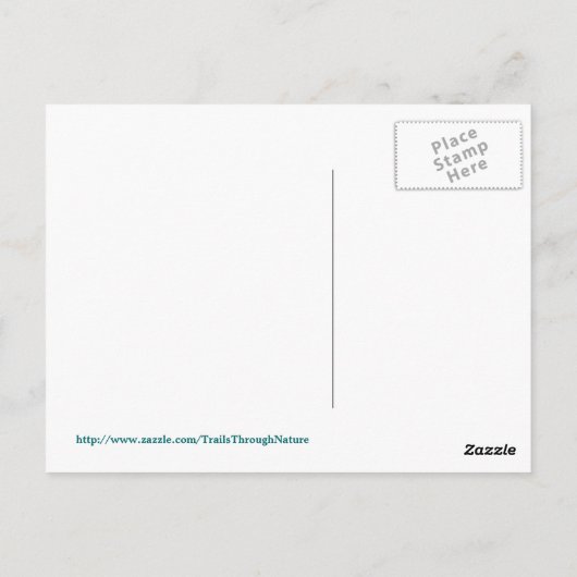 Florida anole lizard Briefkaart (Achterkant)