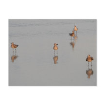 Florida Beach Shorebirds Foto