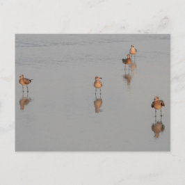 Florida Beach Shorebirds Foto Briefkaart