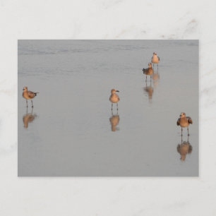 Florida Beach Shorebirds Foto Briefkaart