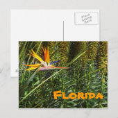 Florida Bird of Paradise Briefkaart (Voorkant / Achterkant)