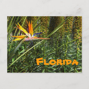 Florida Bird of Paradise Briefkaart