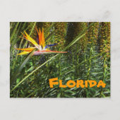 Florida Bird of Paradise Briefkaart (Voorkant)