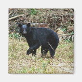 Florida Black Bear Magneet (Voorkant)
