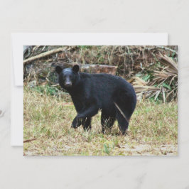 Florida Black Bear Notitiekaartje