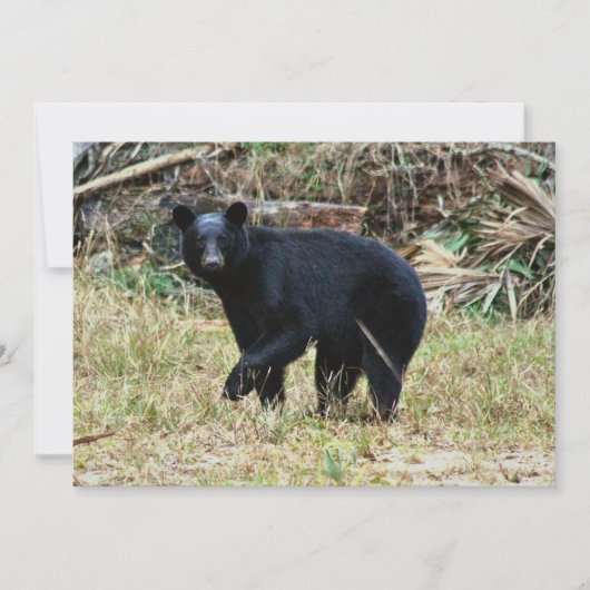 Florida Black Bear Notitiekaartje (Voorkant)