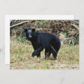 Florida Black Bear Notitiekaartje (Voorkant / Achterkant)