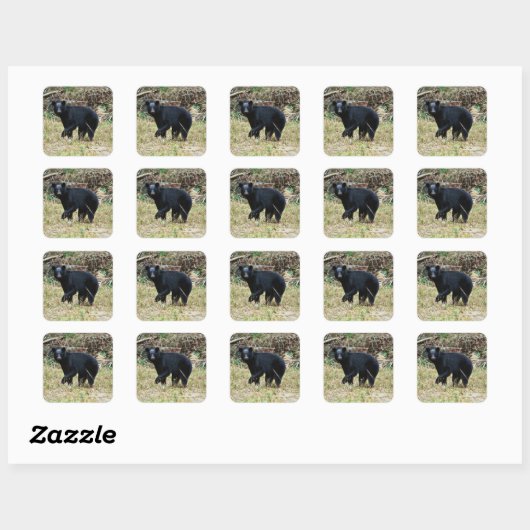 Florida Black Bear Vierkante Sticker (Vel)