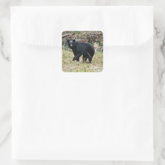 Florida Black Bear Vierkante Sticker (Tas)