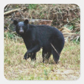 Florida Black Bear Vierkante Sticker (Voorkant)