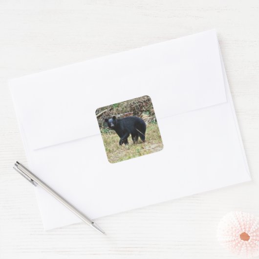 Florida Black Bear Vierkante Sticker (Envelop)