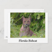 Florida Bobcat Briefkaart (Voorkant / Achterkant)