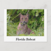 Florida Bobcat Briefkaart (Voorkant)
