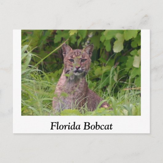 Florida Bobcat Briefkaart (Voorkant)