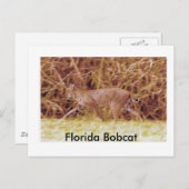 Florida Bobcat Briefkaart (Voorkant / Achterkant)