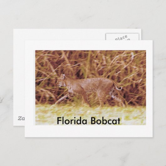 Florida Bobcat Briefkaart (Voorkant / Achterkant)
