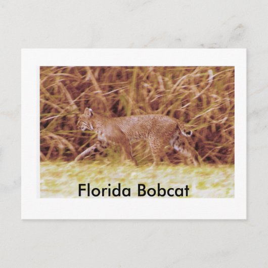 Florida Bobcat Briefkaart (Voorkant)