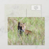 Florida Bobcat Briefkaart (Voorkant / Achterkant)