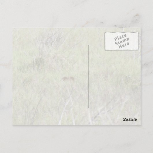 Florida Bobcat Briefkaart (Achterkant)