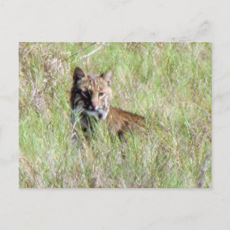 Florida Bobcat Briefkaart