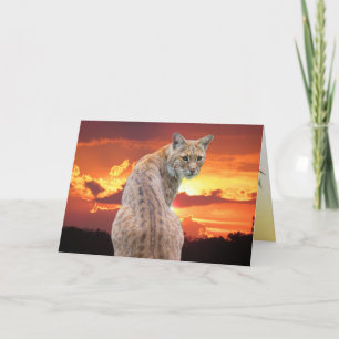 Florida Bobcat met prachtige zonsondergang gevouwe Bedankkaart