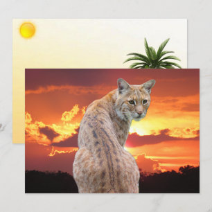 Florida Bobcat met prachtige zonsondergang plat ka