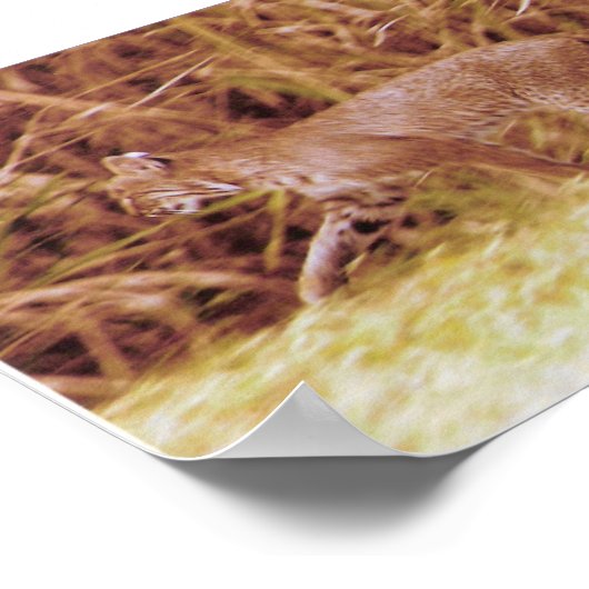 Florida Bobcat Poster (Hoek)