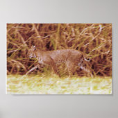 Florida Bobcat Poster (Voorkant)