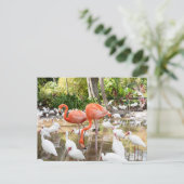 Florida Bonita Springs Roze Flamingo Reizen Briefkaart (Staand voorkant)