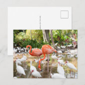 Florida Bonita Springs Roze Flamingo Reizen Briefkaart (Voorkant / Achterkant)