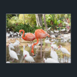 Florida Bonita Springs Roze Flamingo Reizen Briefkaart<br><div class="desc">Wens vrienden en familie groeten uit Florida met deze reis briefkaarten. De foto's zijn gemaakt door Victoria Grigaliunas. Charmante toeristische briefkaarten van Bonita Springs in de buurt van Napels in de Verenigde Staten van Amerika. Bezoek www.zazzle.com/dotellabelle voor meer informatie.</div>