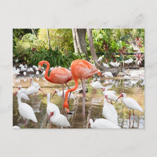 Florida Bonita Springs Roze Flamingo Reizen Briefkaart (Voorkant)