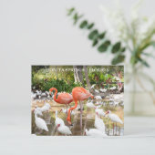 Florida Bonita Springs Roze Flamingo Reizen Briefkaart (Staand voorkant)