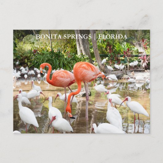 Florida Bonita Springs Roze Flamingo Reizen Briefkaart (Voorkant)