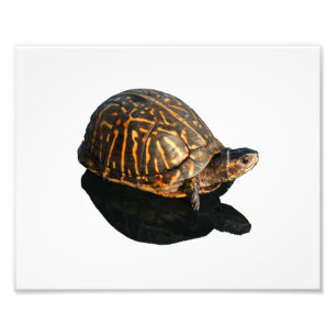 Florida Box schildpad foto met Shadow Cutout Afdruk