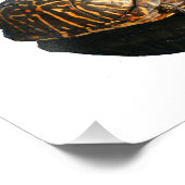 Florida Box schildpad foto met Shadow Cutout Foto Afdruk (Hoek)