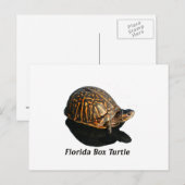 Florida Box schildpad Foto met tekst Briefkaart (Voorkant / Achterkant)