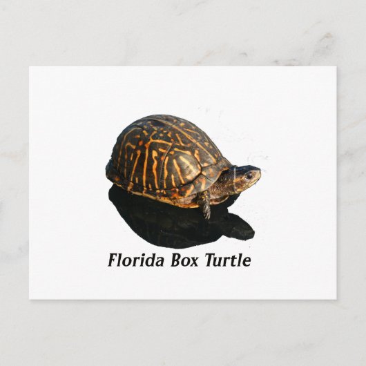 Florida Box schildpad Foto met tekst Briefkaart (Voorkant)