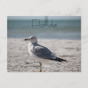 Florida Briefkaart