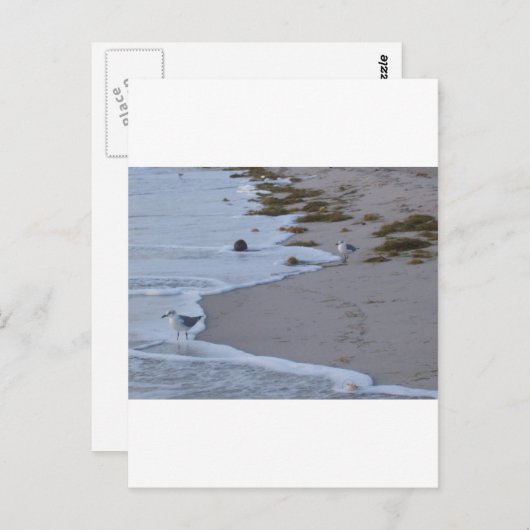 Florida Briefkaart (Voorkant / Achterkant)