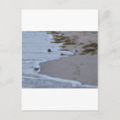 Florida Briefkaart (Voorkant)