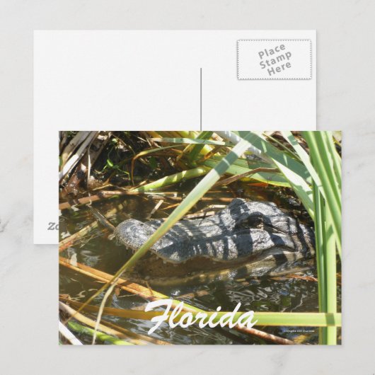 Florida Briefkaart (Voorkant / Achterkant)