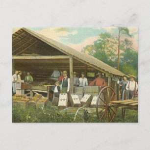 Florida Briefkaart, "Packing Sinaasappels" Briefkaart