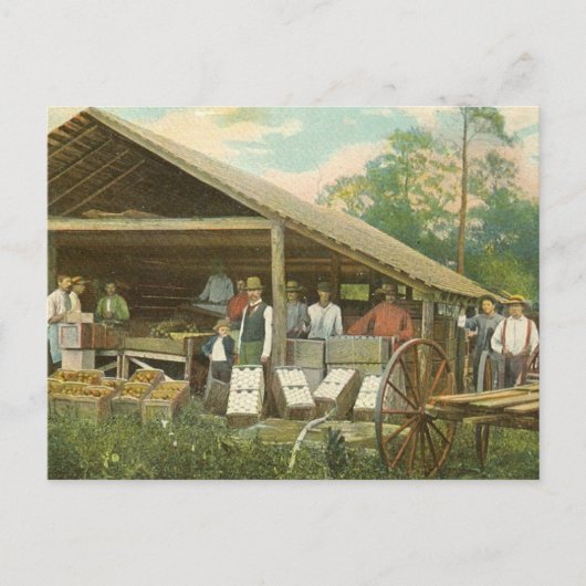 Florida  Briefkaart, "Packing Sinaasappels" Briefkaart (Voorkant)