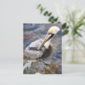 Florida Brown Pelican Permanent op Jetty Rock Briefkaart (Staand voorkant)