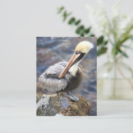 Florida Brown Pelican Permanent op Jetty Rock Briefkaart (Staand voorkant)