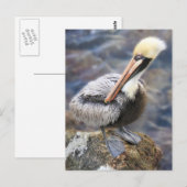 Florida Brown Pelican Permanent op Jetty Rock Briefkaart (Voorkant / Achterkant)